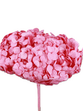 Hortensia Rosa Candy