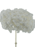 Hortensia Blanca