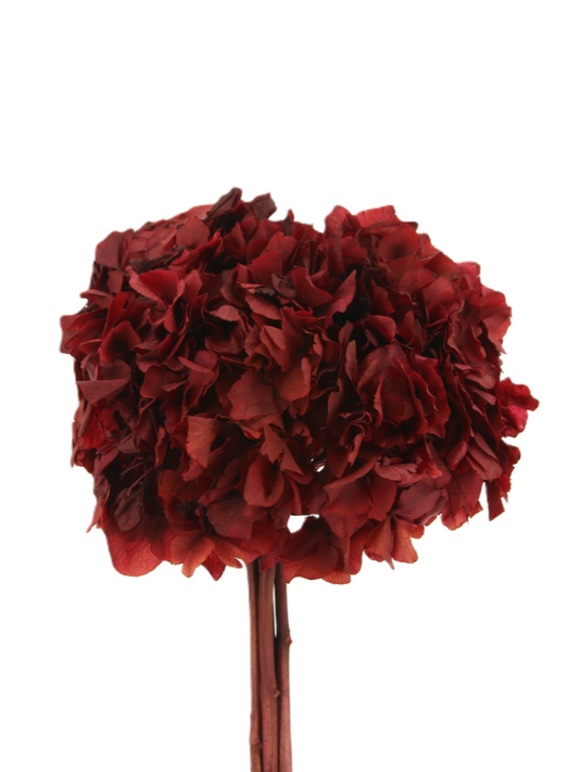 Hortensia Granate