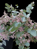 Ramo limonium y eucalipto